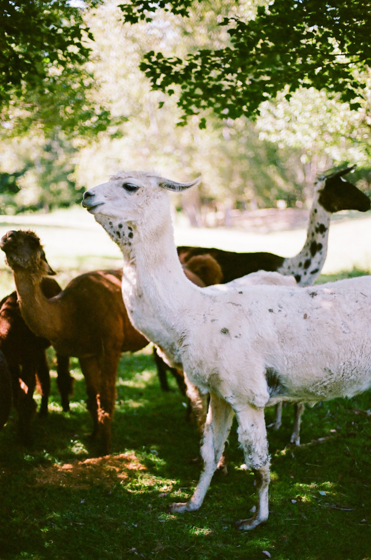 Alpacas grazing under trees at Buttermilk Falls, adding a unique and relaxed countryside element to destination weddings in Hudson Valley.